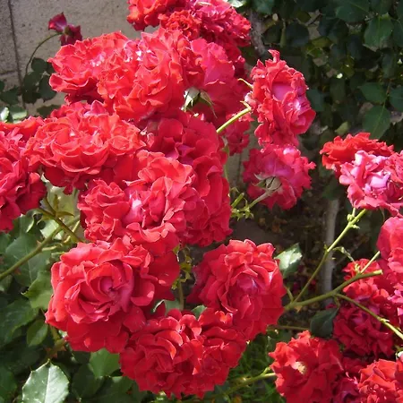 Rhodian Rose מלון דירות