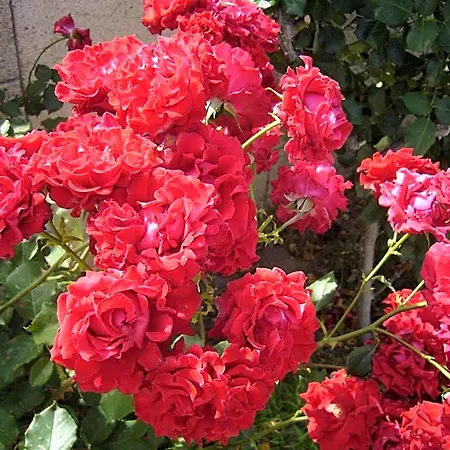 Rhodian Rose Aparthotel Faliraki
