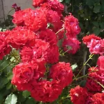 Rhodian Rose Ξενοδοχείο με διαμερίσματα