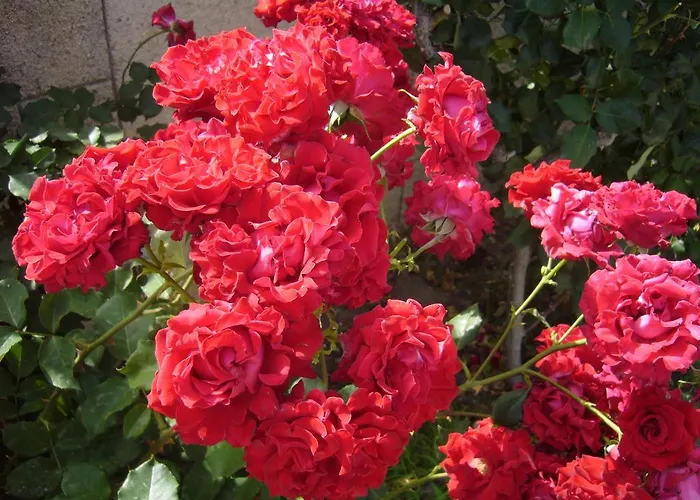 Rhodian Rose Apartmanhotel